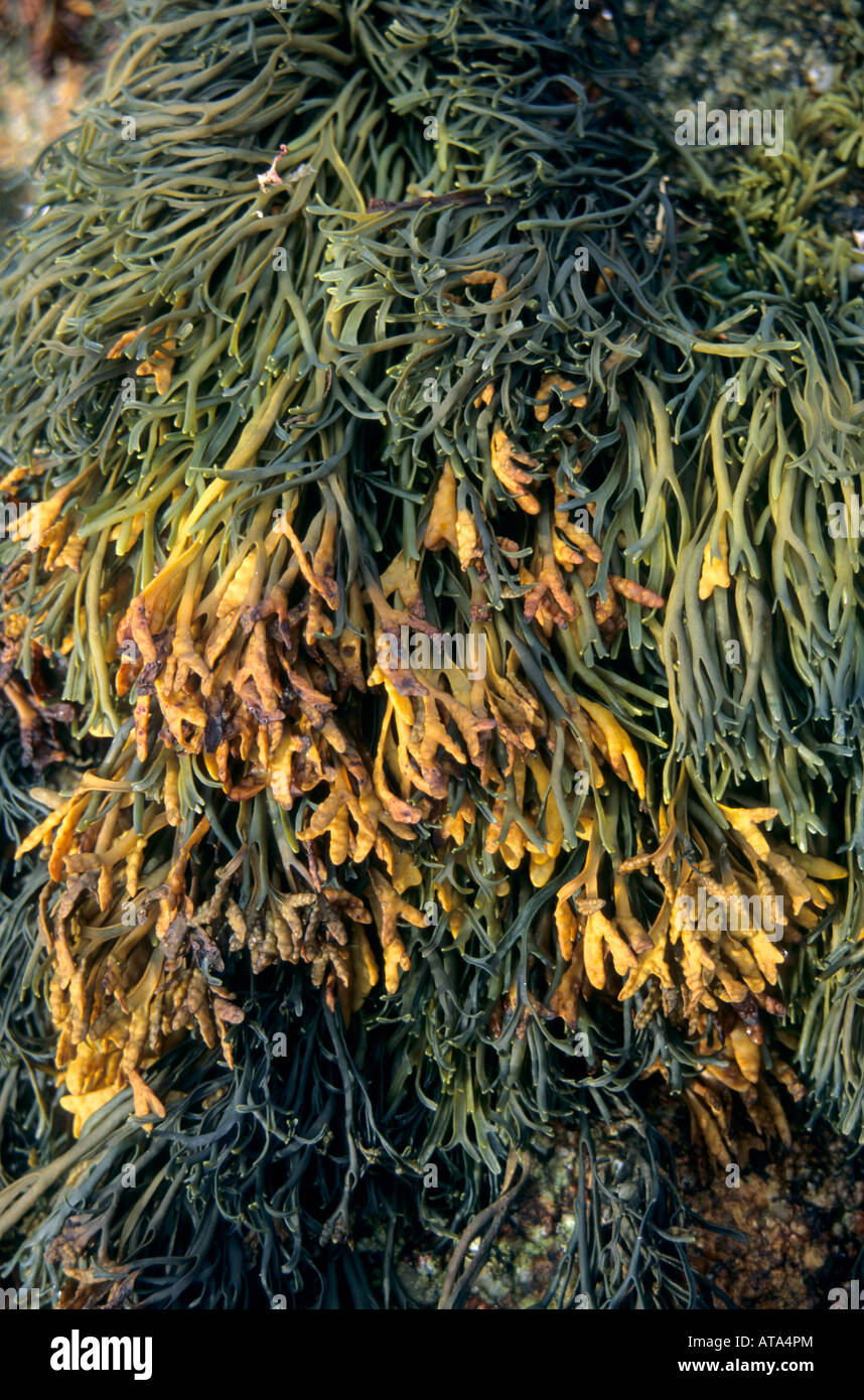 channelled wrack Pelvetia canaliculata cornwall Stock Photo