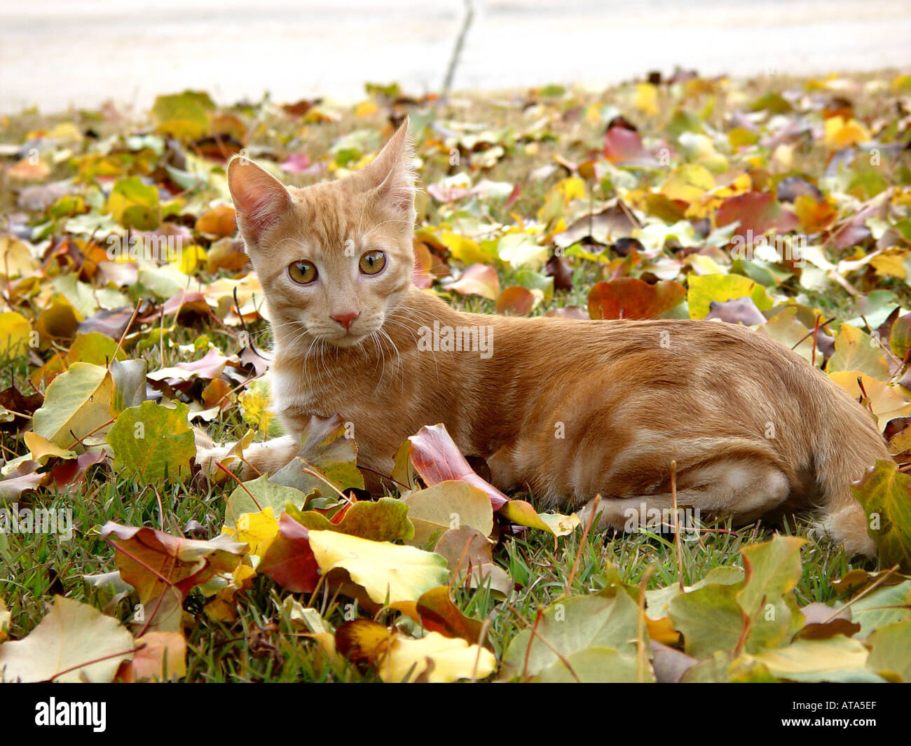 Orange tabby cat in the leaves Stock Photo - Alamy