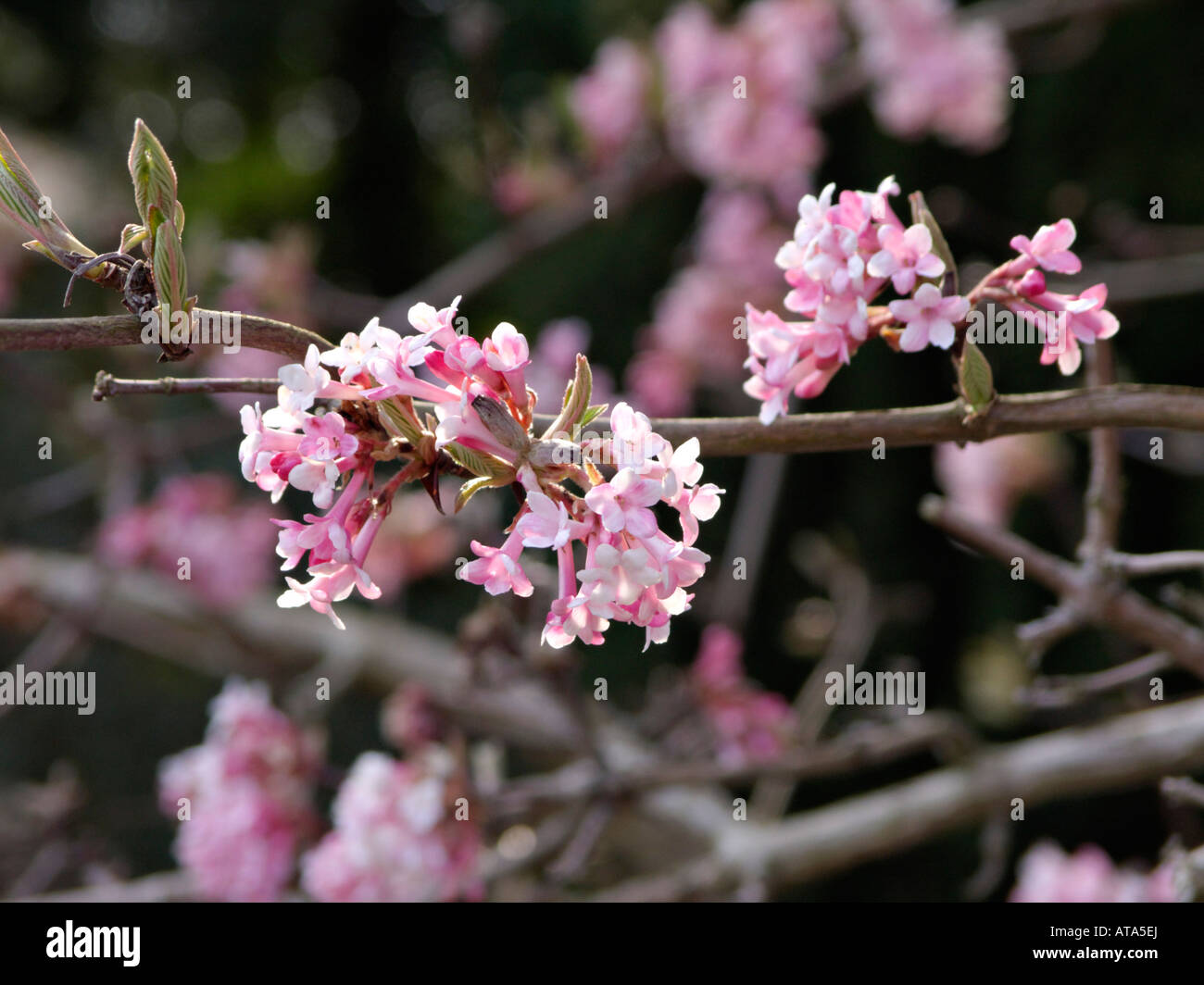 Winter viburnum (Viburnum x bodnantense 'Dawn' Stock Photo Alamy