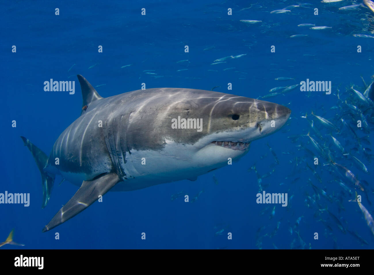 Great White Shark, Carcharodon carcharias, photographed just below the surface off Guadalupe Island, Mexico. Stock Photo