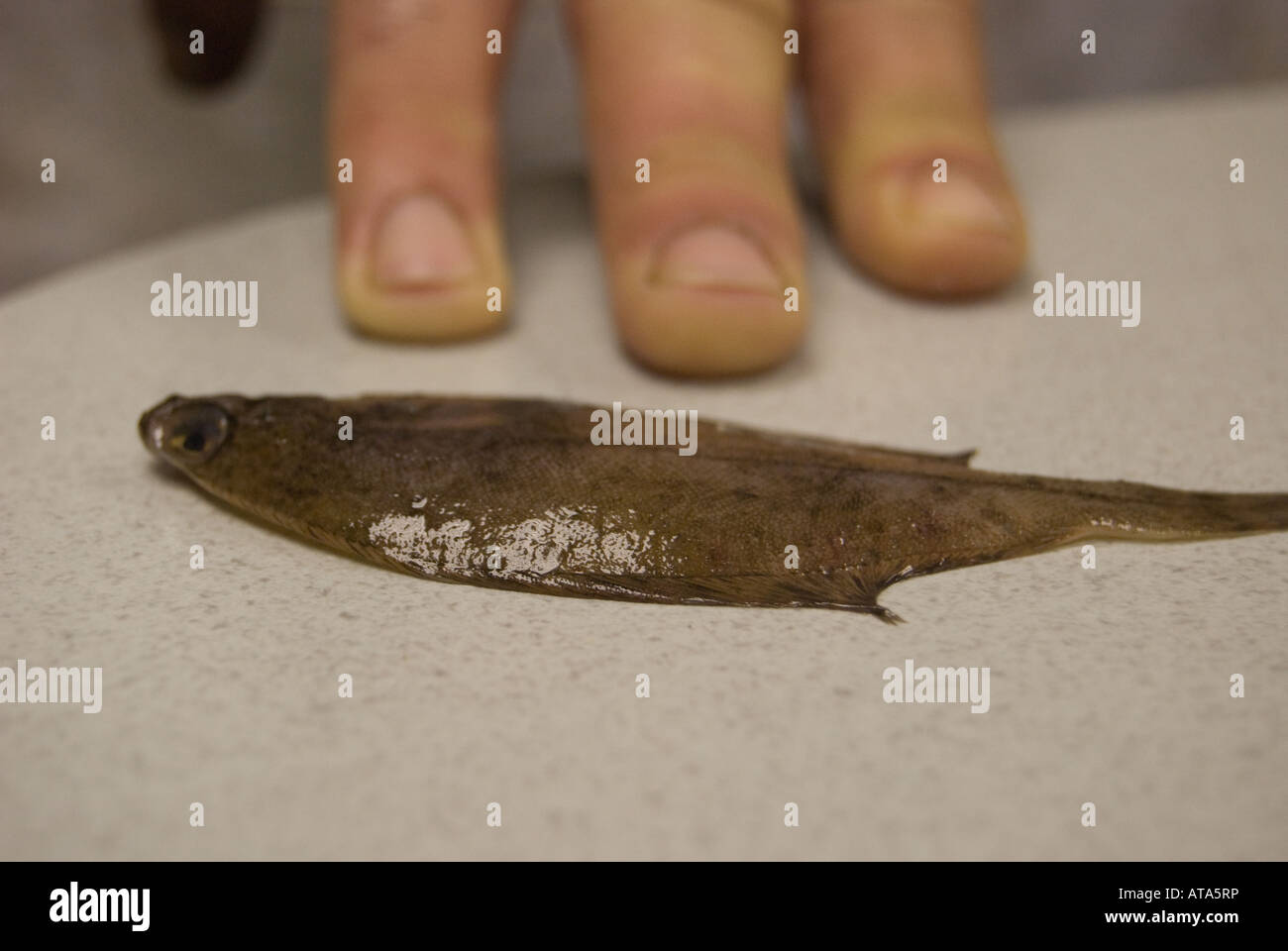 Tiny sole fish with fingers for scale Stock Photo Alamy