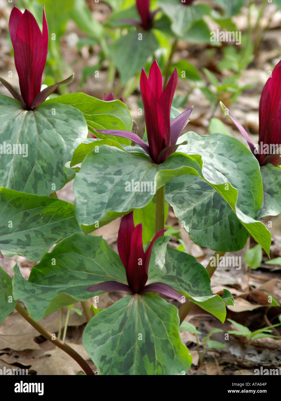 Toadshade trillium (Trillium sessile) Stock Photo