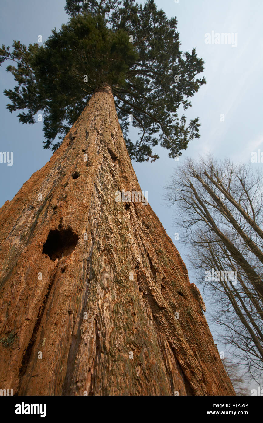 Giant Sequoia in England Stock Photo