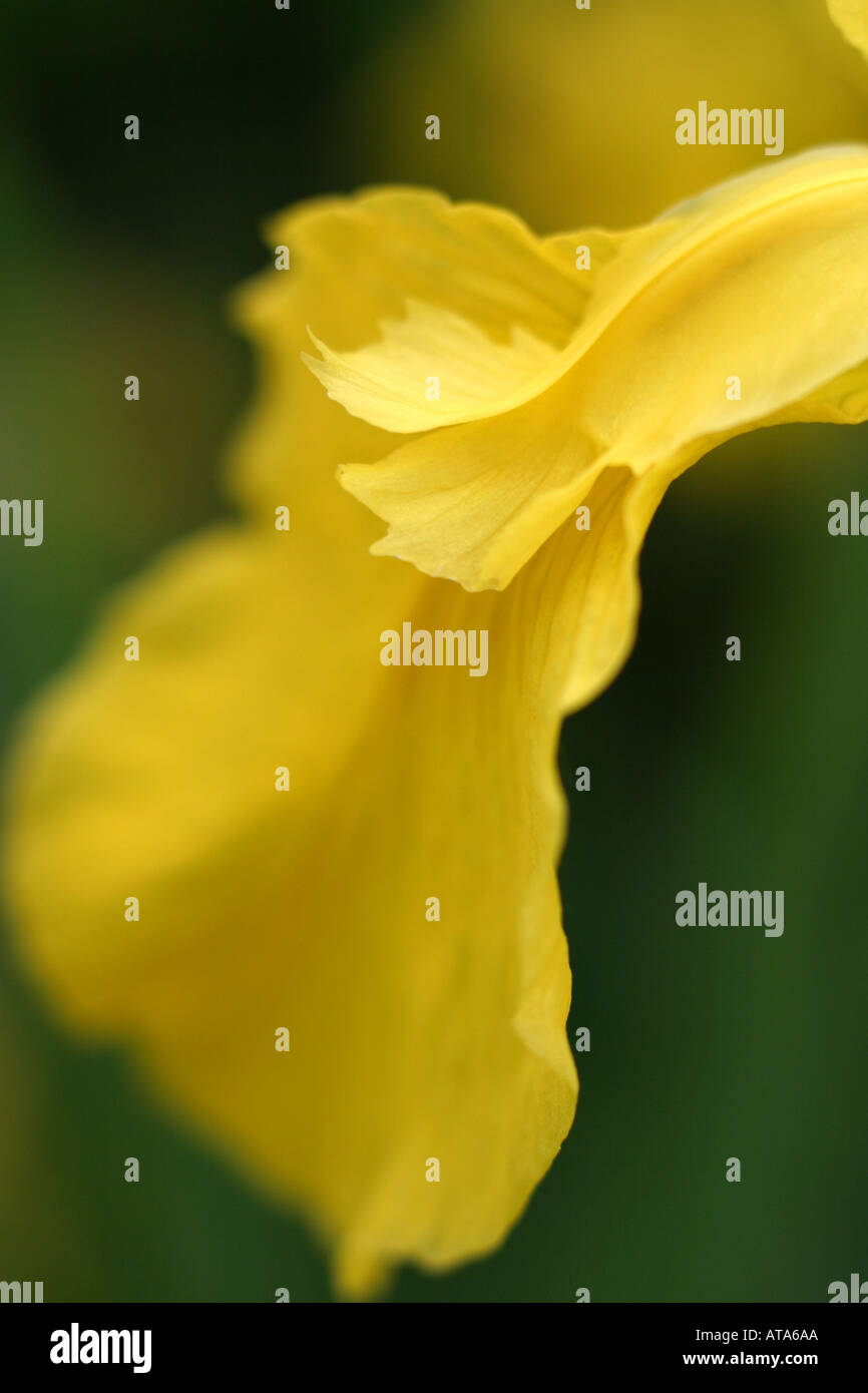 Petals and plumes hires stock photography and images Alamy