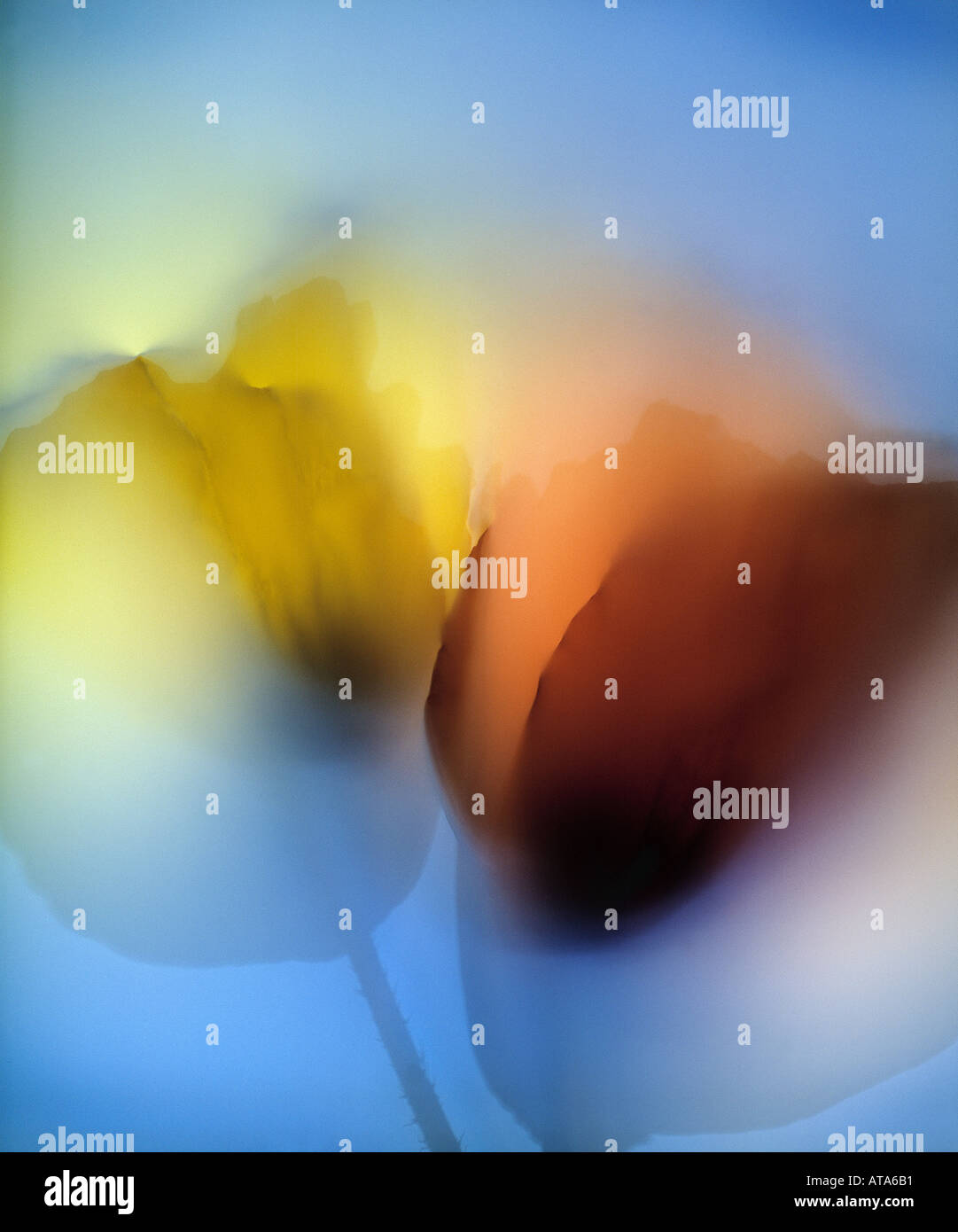 Watercolour poppies hi-res stock photography and images - Alamy