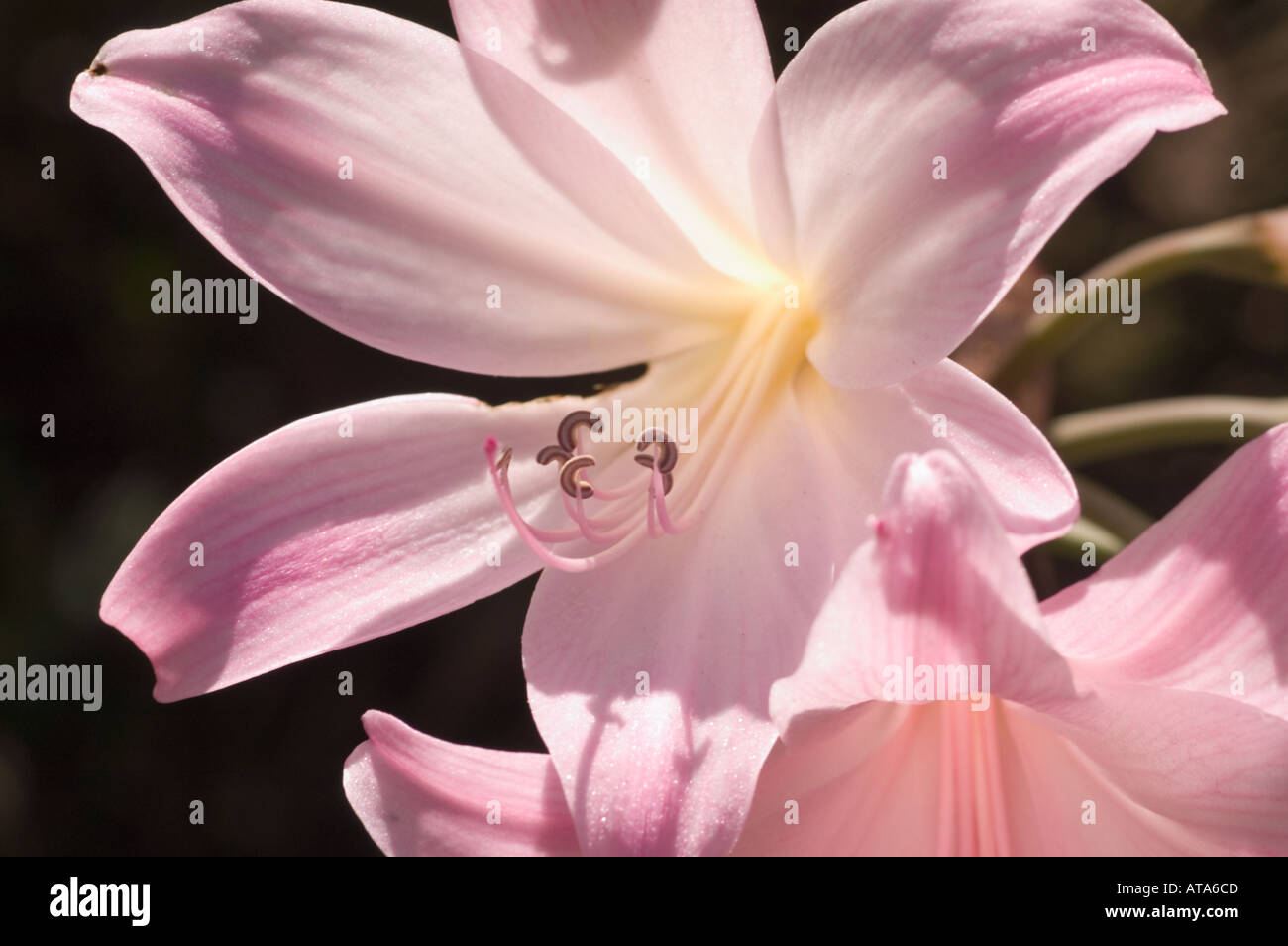 A close up photo of a pink Belladonna Lily brightly sunlit in Kirstenbosch Gardens at the base of Table mountain in Cape Town So Stock Photo