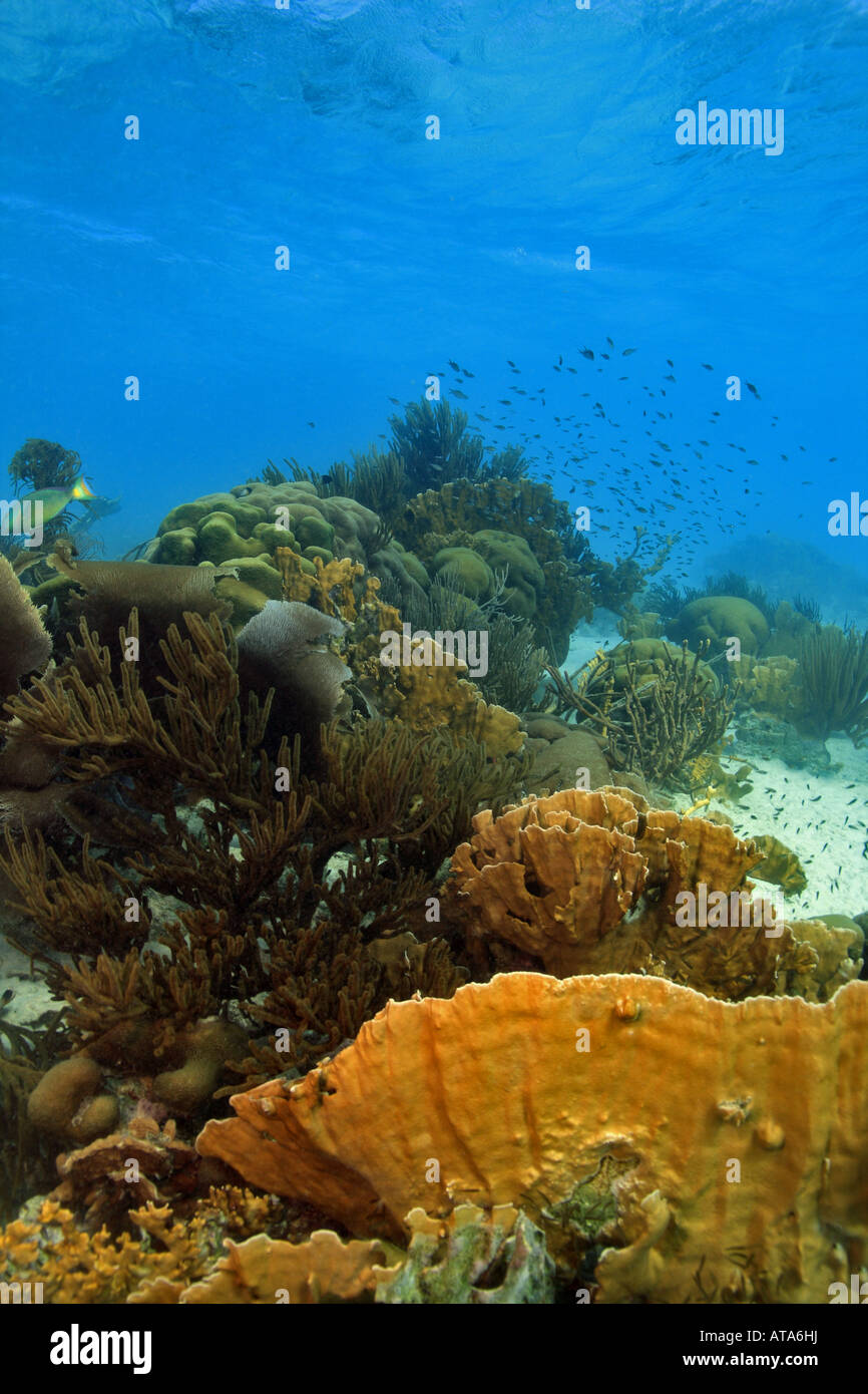 Coral reef scene Stock Photo