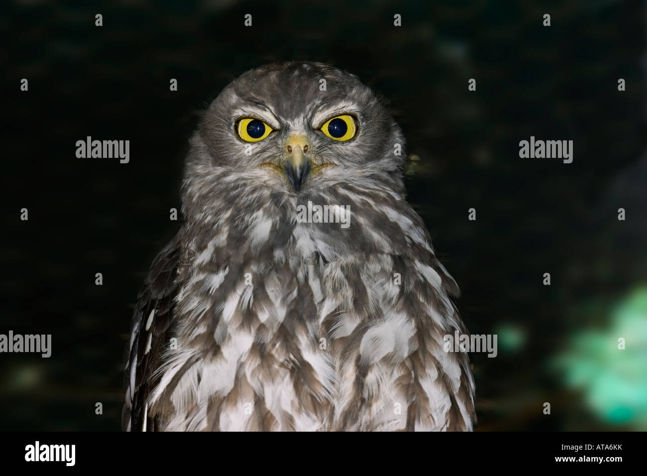 The barking owl, Ninox connivens, is also known as the winking owl, Australia. Stock Photo
