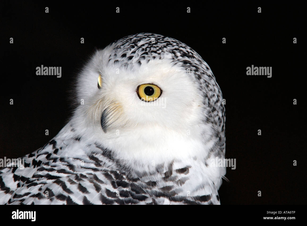 Snowy owl uk hi-res stock photography and images - Alamy