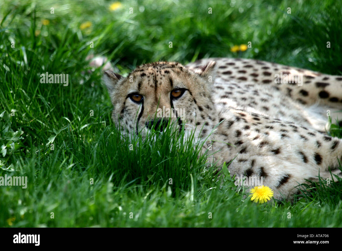 Leopard panthea pardus Ontario Canada Stock Photo