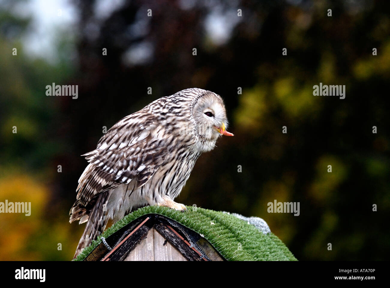 Ural Owl (Strix Uralensis) Stock Photo