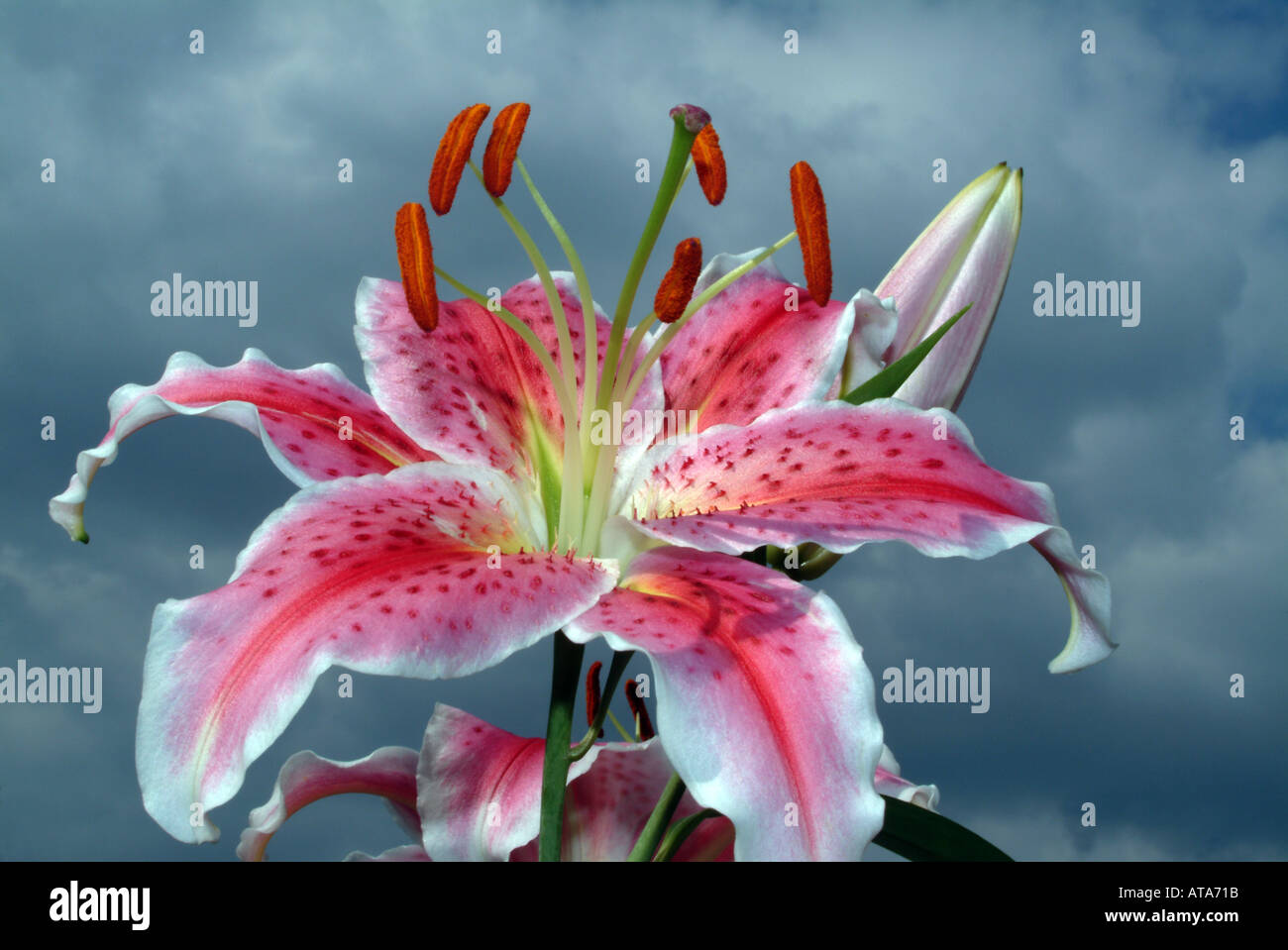 Oriental Hybrid Lily with strong fragrance and large blooms Stock Photo