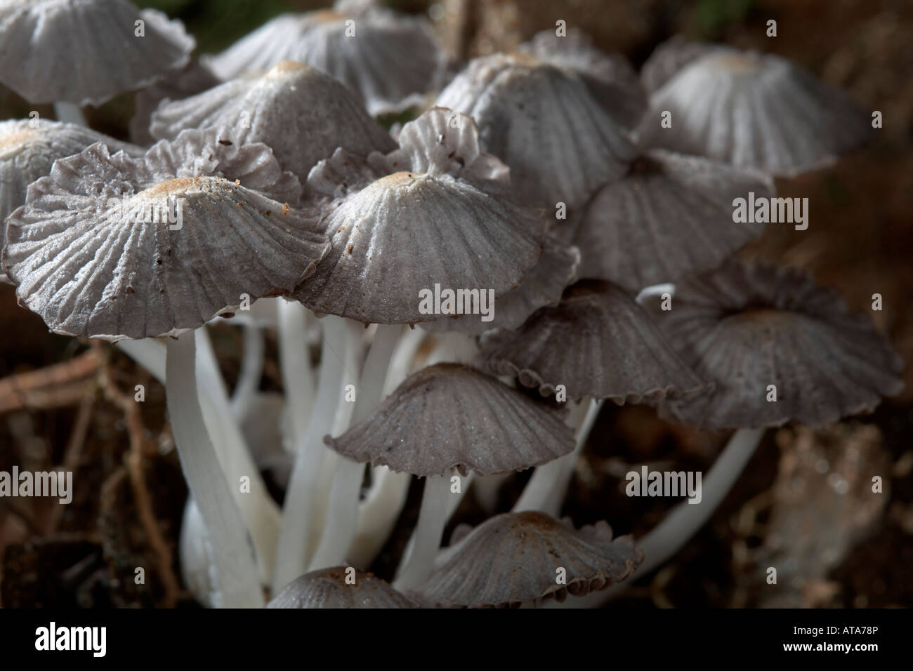 cogumelo mushroom fungus Stock Photo