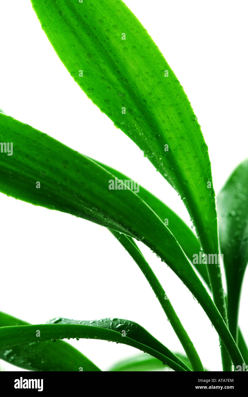 Close up of lucky bamboo plant Stock Photo