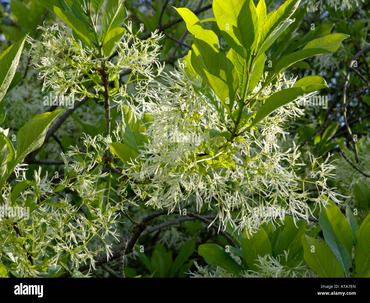 American fringe tree (Chionanthus virginicus Stock Photo Alamy