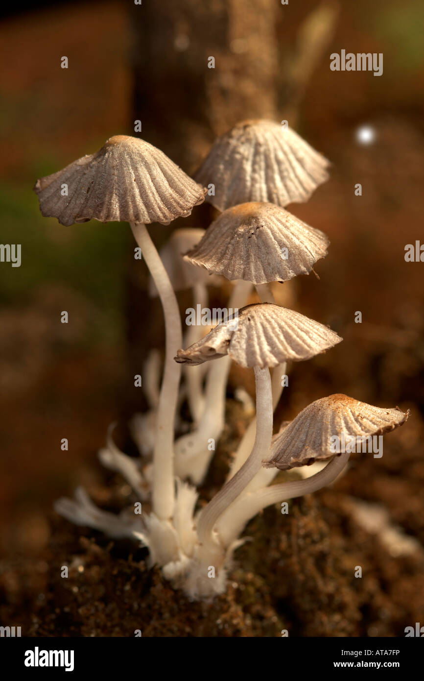mushroom fungus Stock Photo