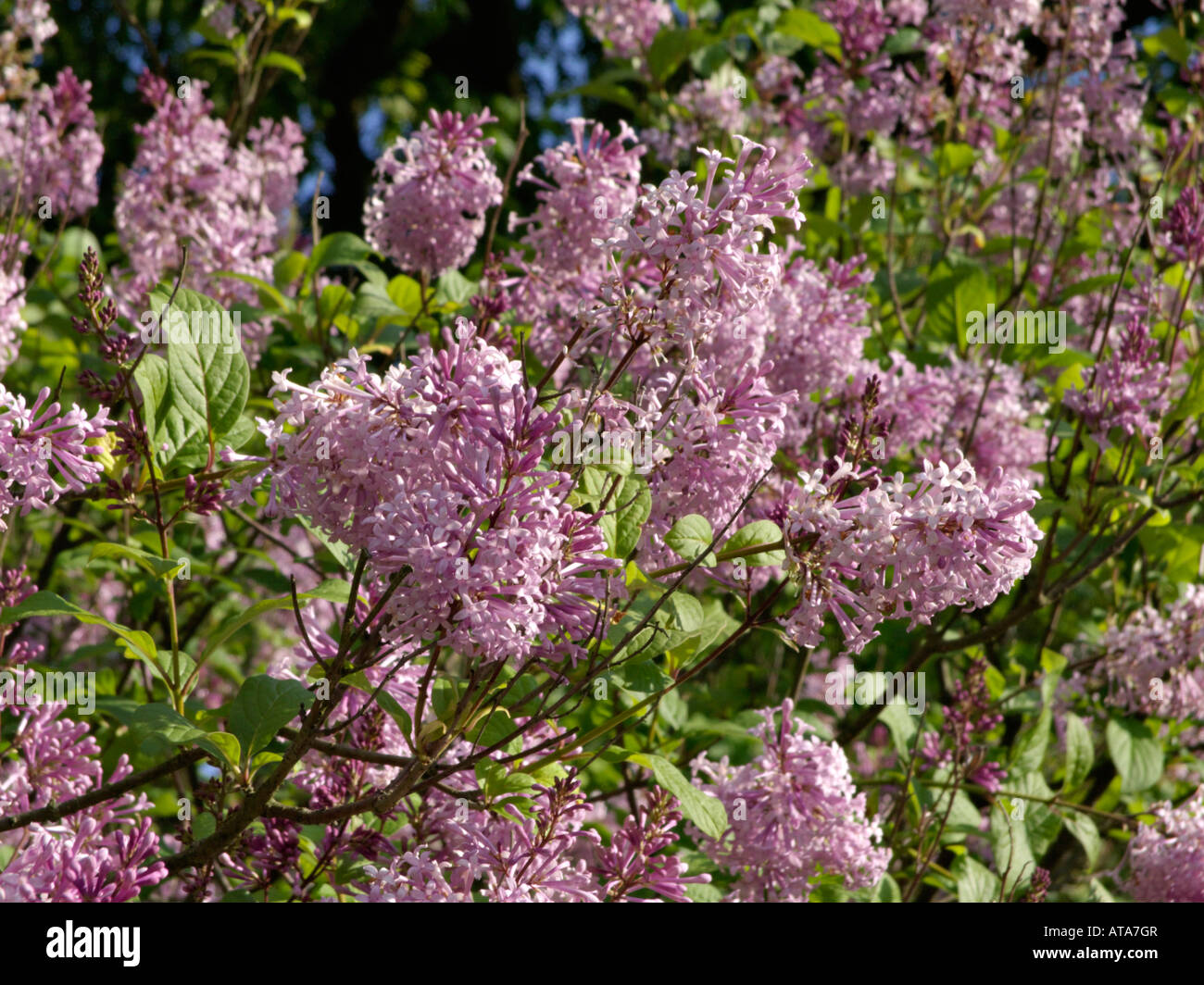 Lilac (Syringa x henryi) Stock Photo