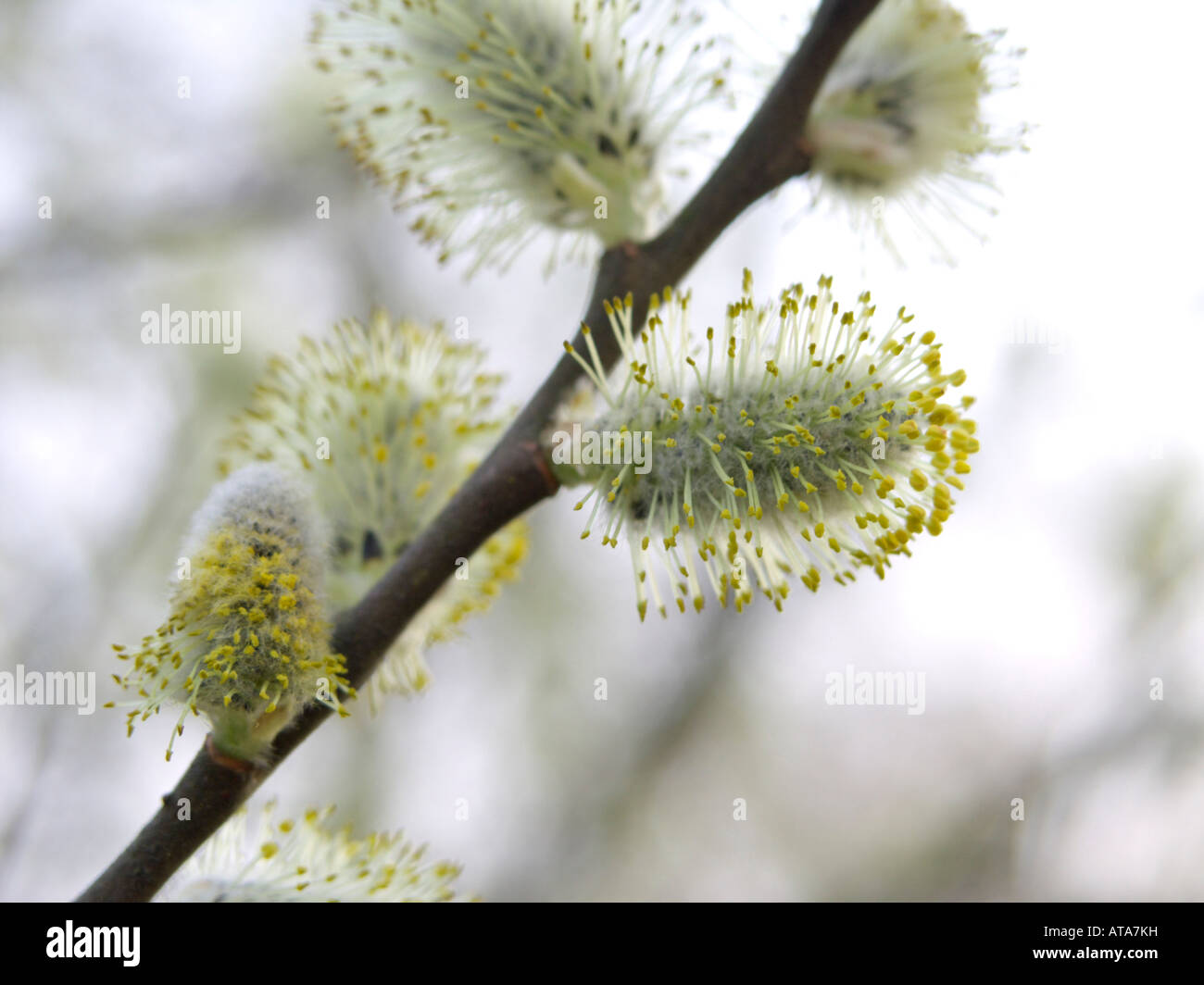 Grey willow (Salix cinerea) Stock Photo