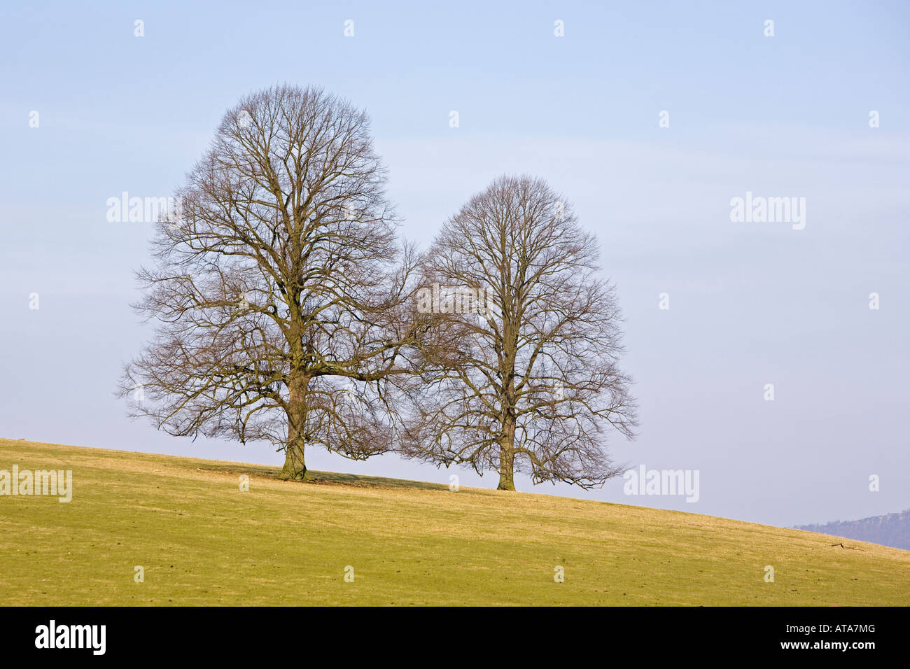 Small leafed lime trees Stock Photo