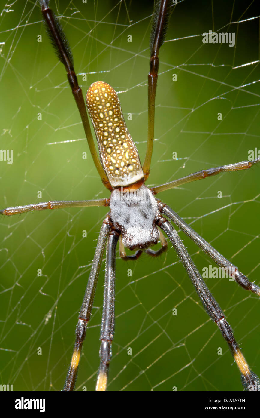 The Arachnid (The Poisoner) main image 1
