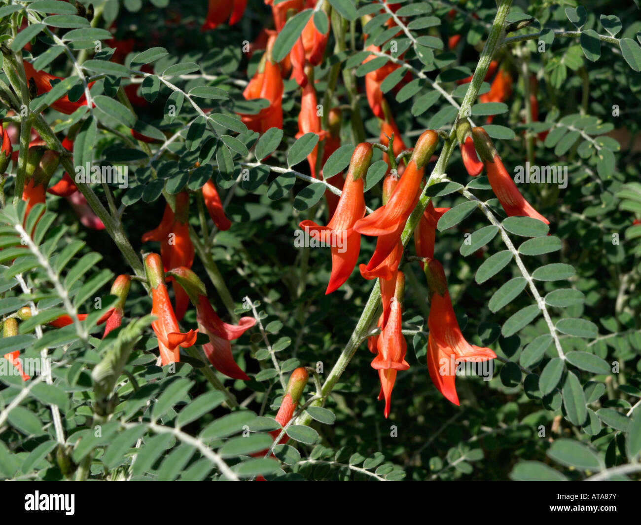 Cancer bush (Sutherlandia frutescens) Stock Photo