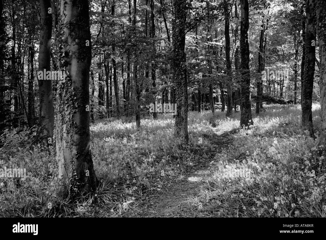 Woods black and white hi-res stock photography and images - Alamy