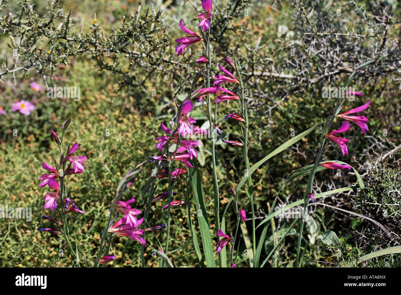 Gladiolus italicus, Field Gladiolus, Italienische Gladiole, Glaieul d'italie, Gladiolo dei campi, Crete, Greece Stock Photo
