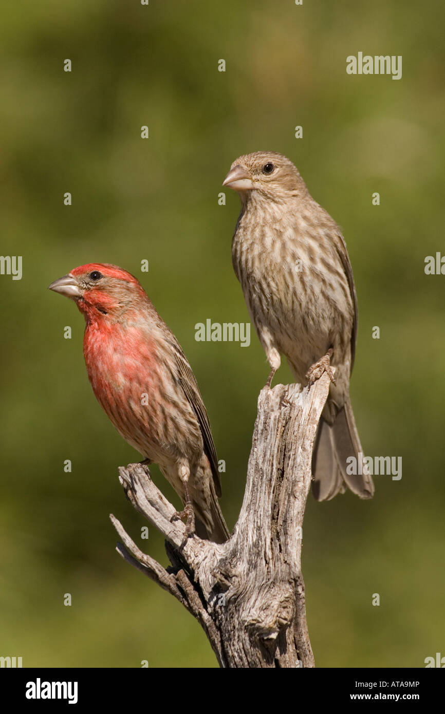 House finch male female carpodacus hires stock photography and images