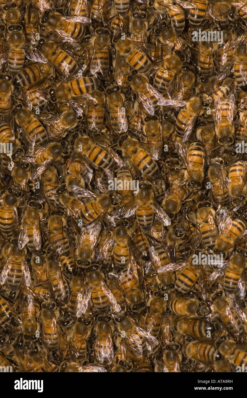 Honey Bee, Apis mellifera, close up of swarm in mesquite tree Stock