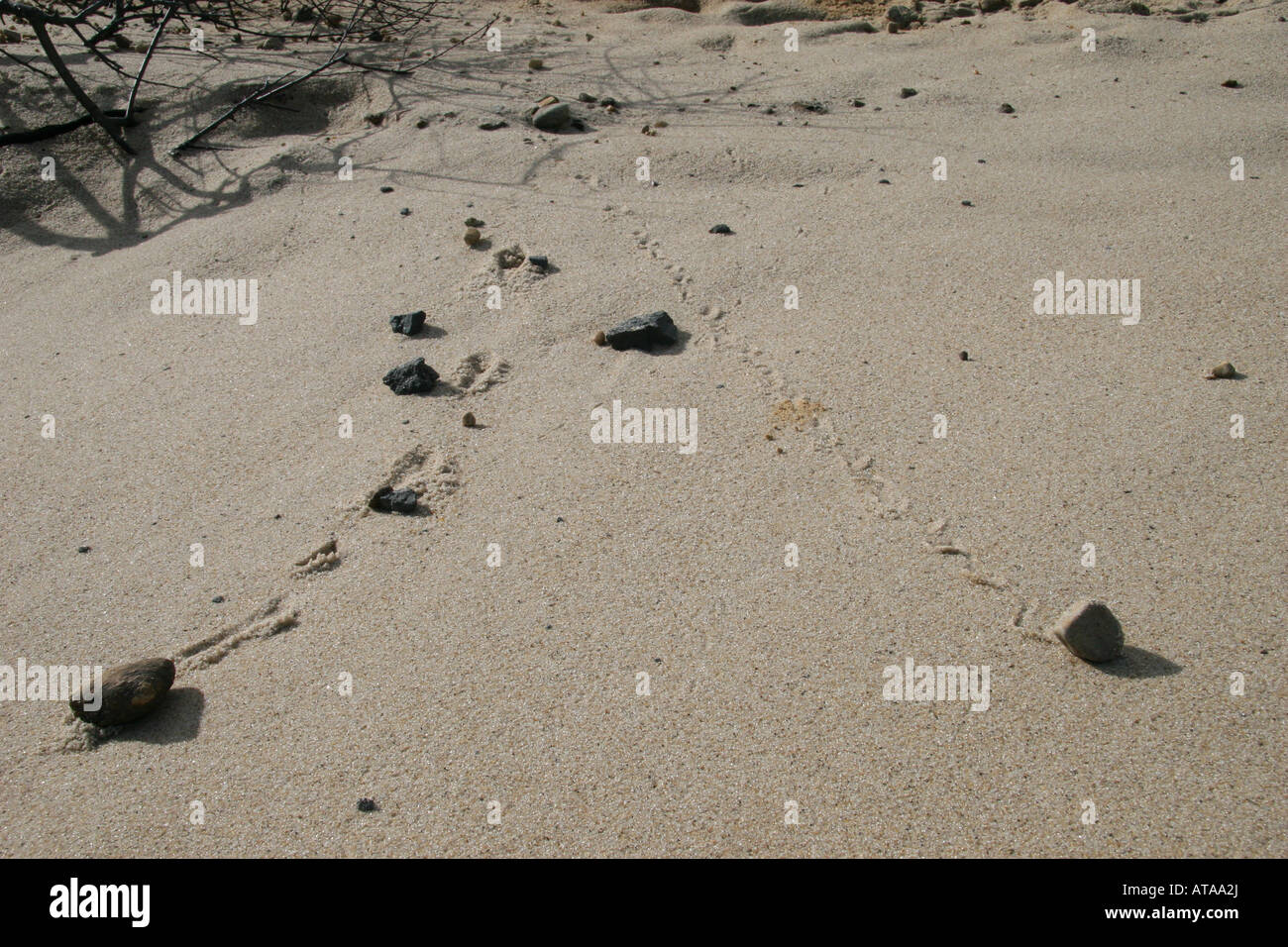 Small rocks tumble down the sides of an eroding cliff, leaving carving their path in the sandy dune. Stock Photo
