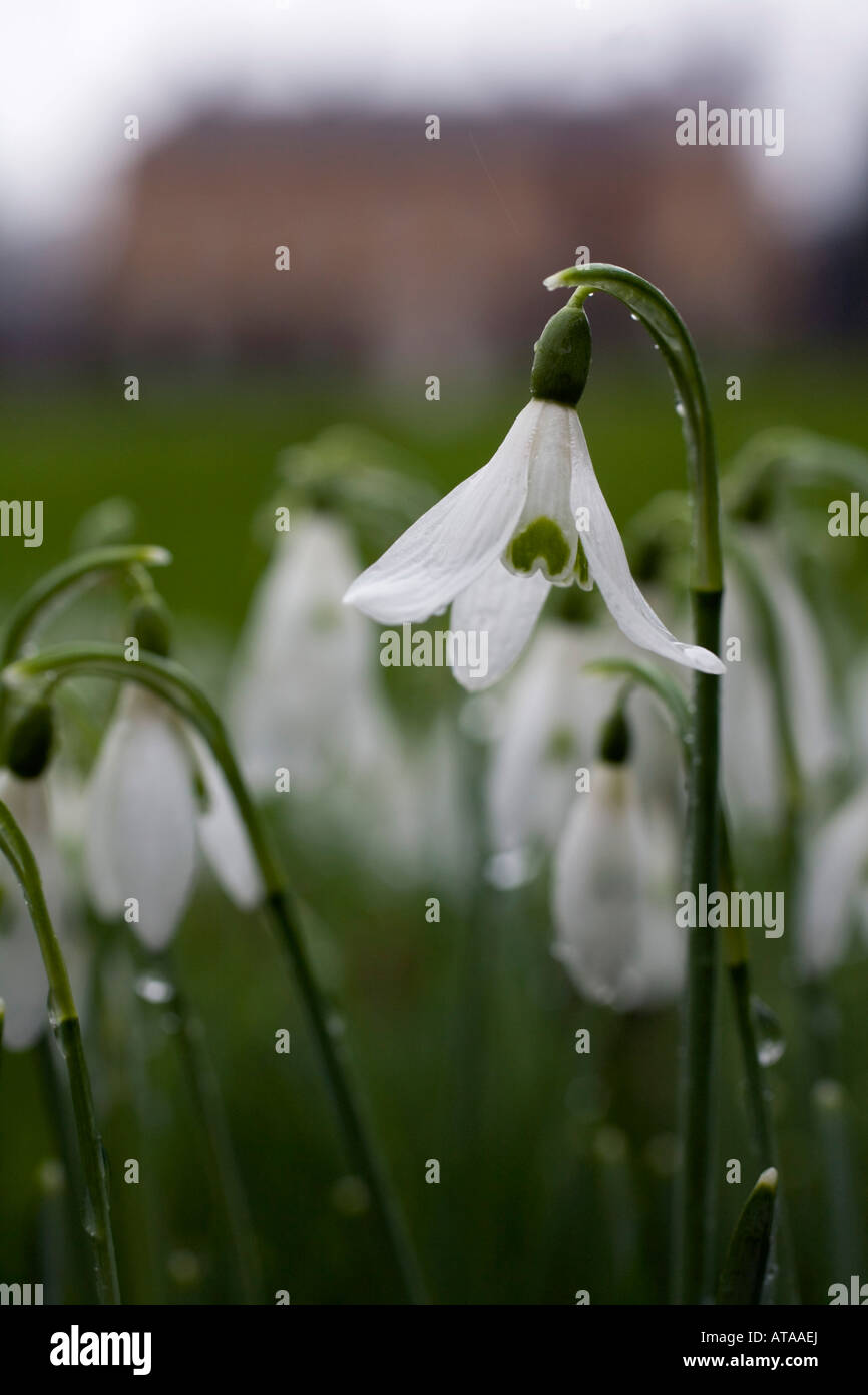 snowdrops Galanthus nivalis spring cornwall Stock Photo