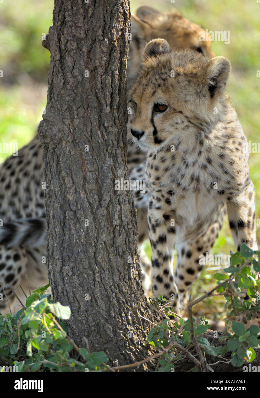 Cheetah cubs,Cheetah cubs under a tree,Serengeti, Tanzania Stock Photo