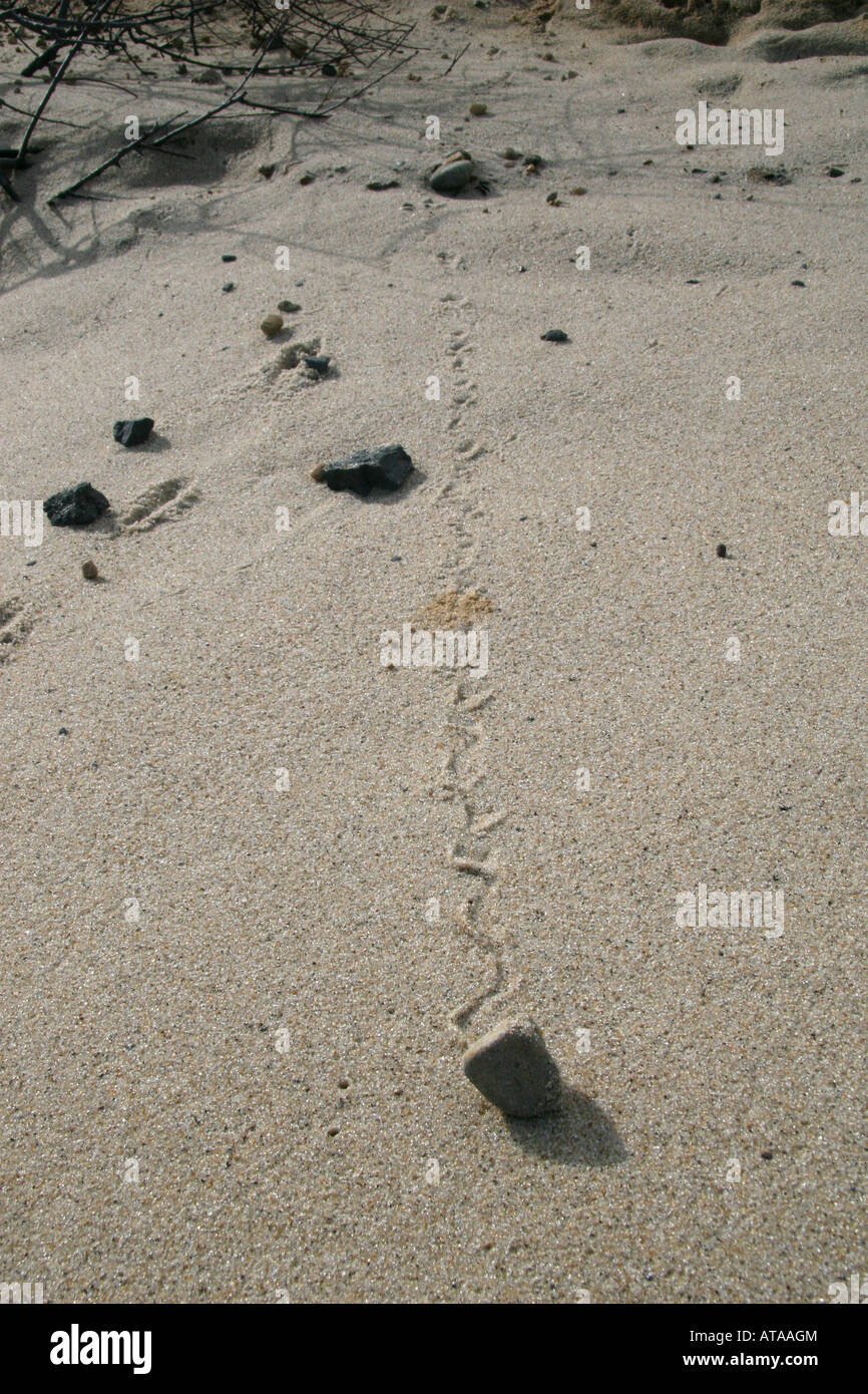 Small rocks tumble down the sides of an eroding cliff, leaving carving their path in the sandy dune. Stock Photo