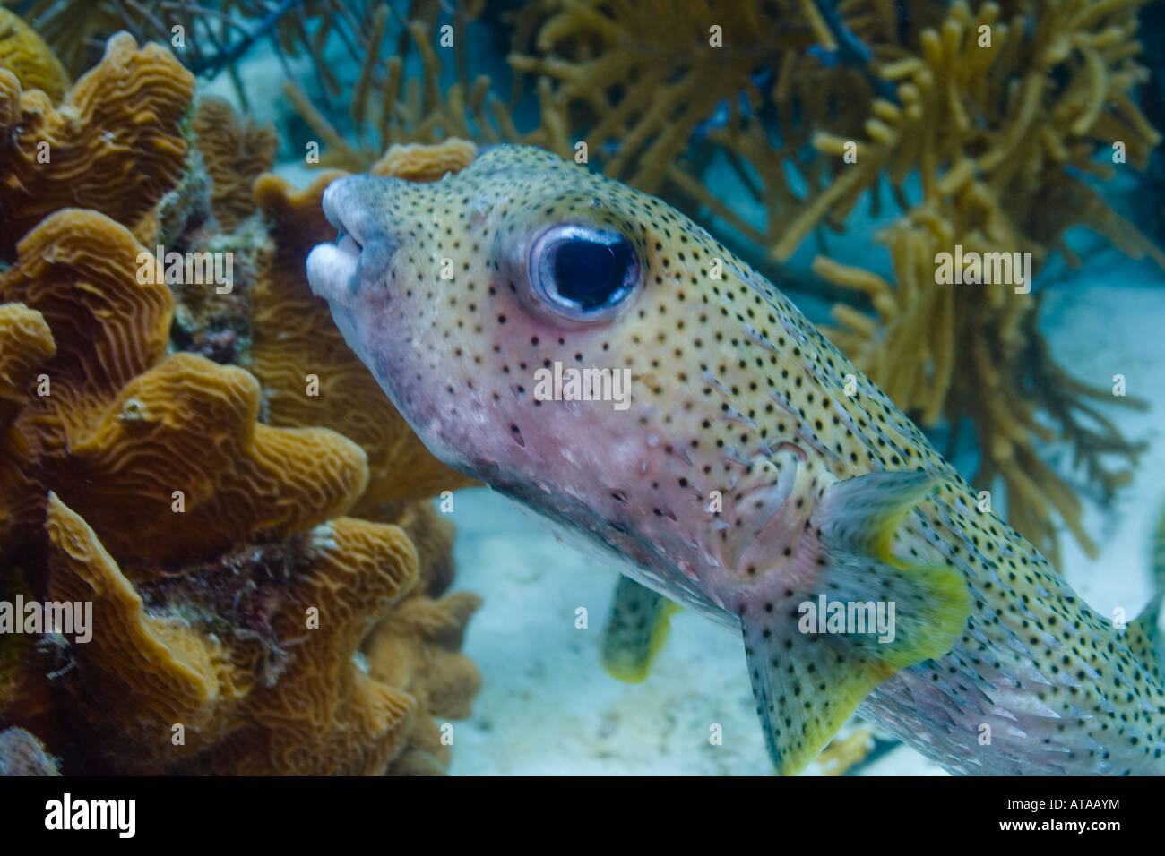 Porcupinefish Diodon hystrix Stock Photo