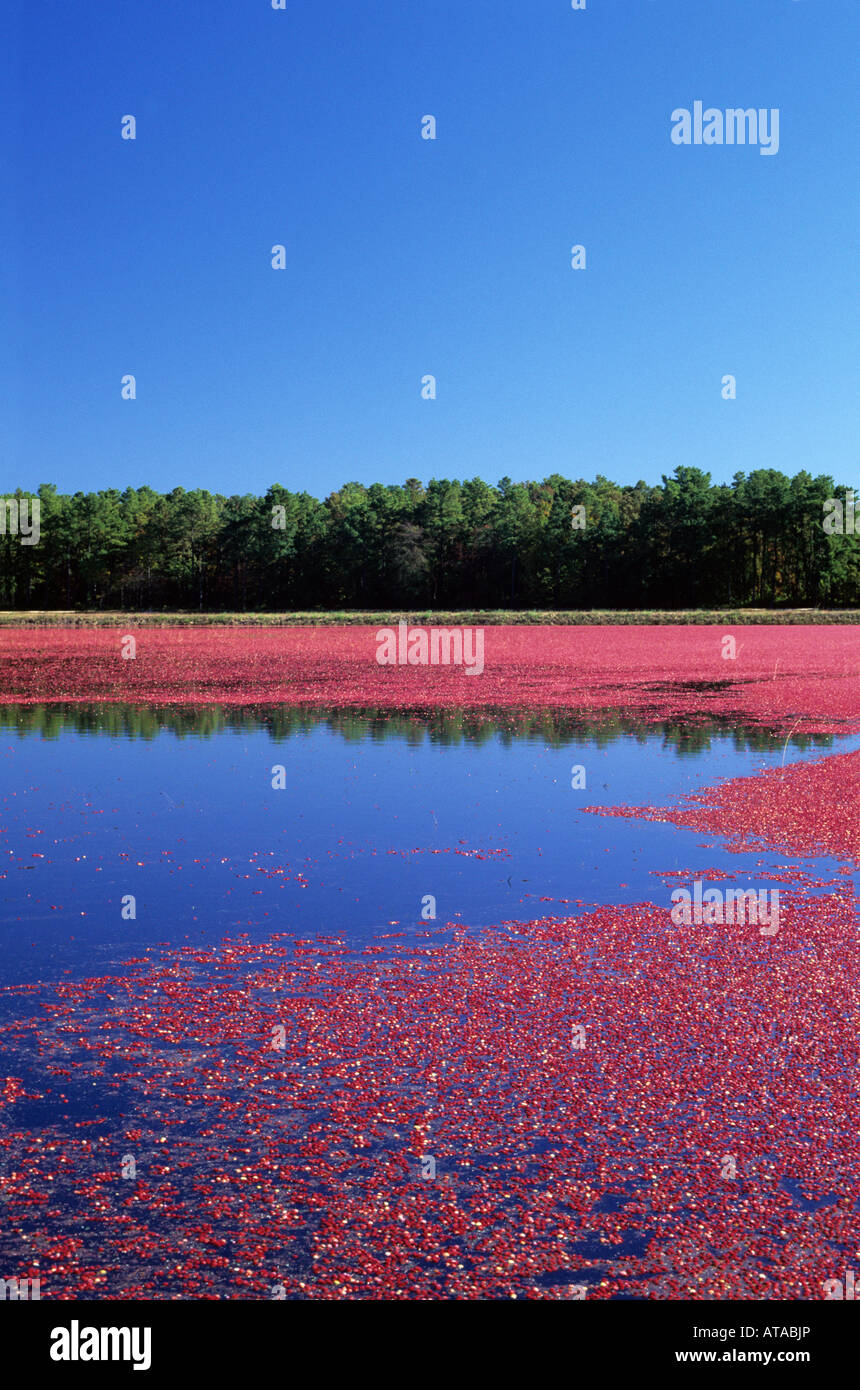 Cranberry bog harvest farming new jersey hires stock photography and images Alamy