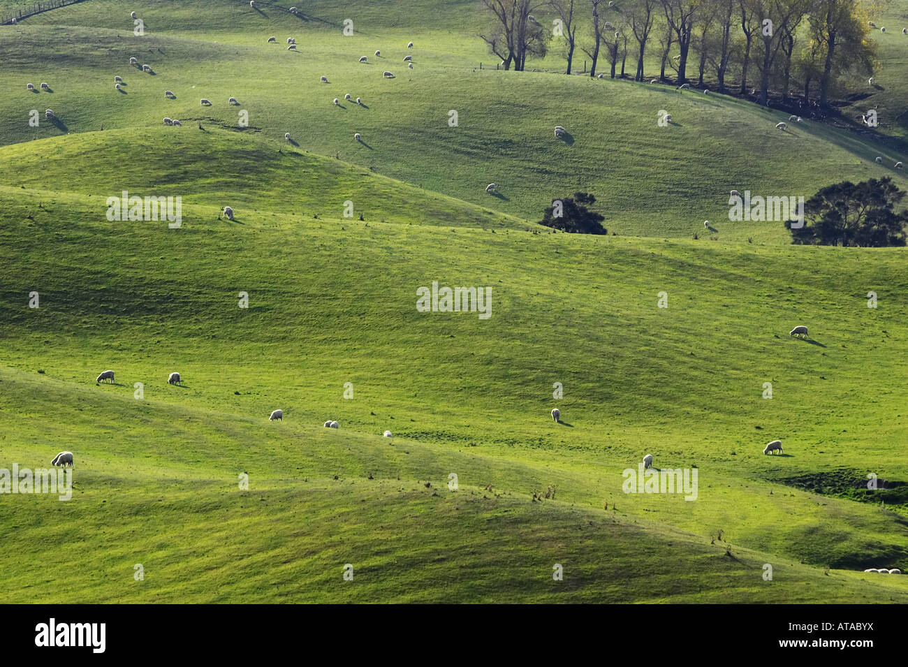 Farmland Napier Taihape Road Hawkes Bay North Island New Zealand Stock