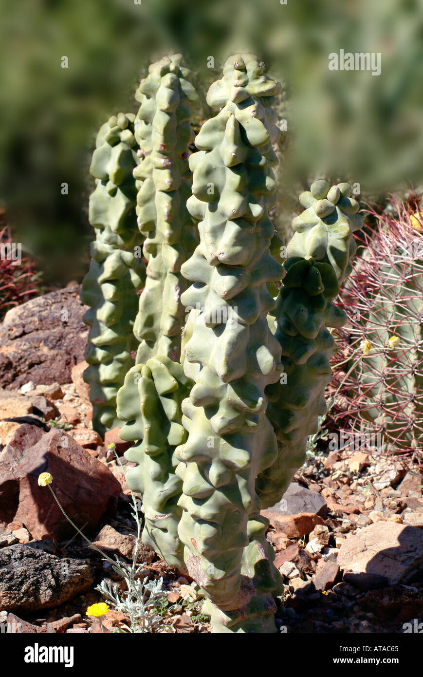 Totem pole cactus
