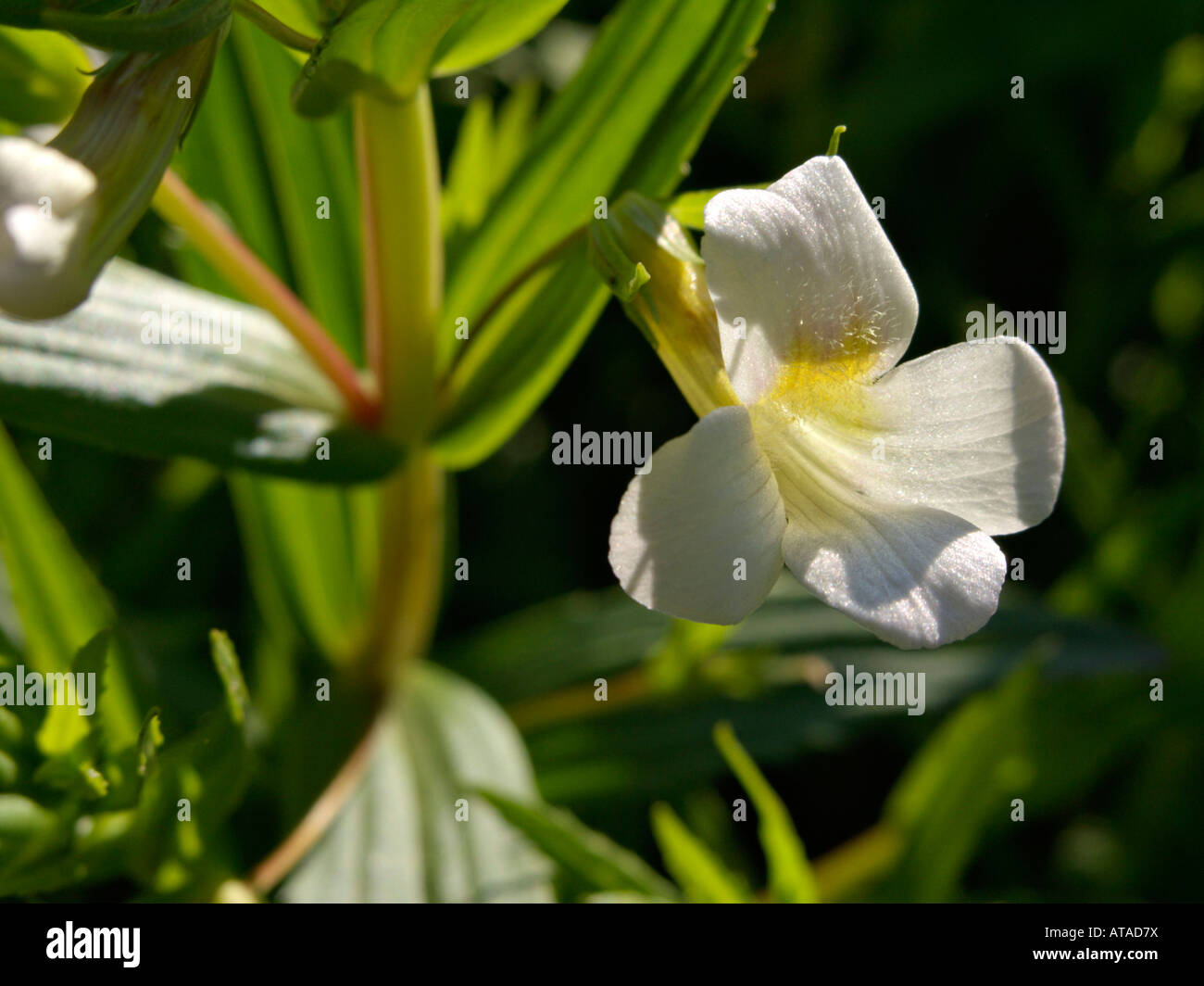 Hedge hyssop (Gratiola officinalis) Stock Photo