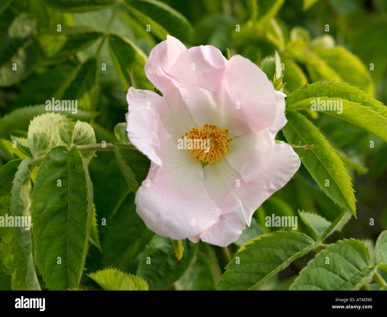 Rose (Rosa corymbifera Stock Photo - Alamy