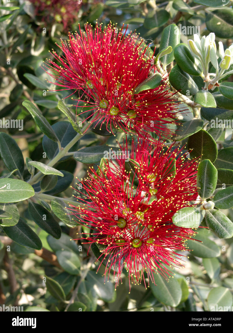 New Zealand Christmas tree (Metrosideros excelsa Stock Photo Alamy