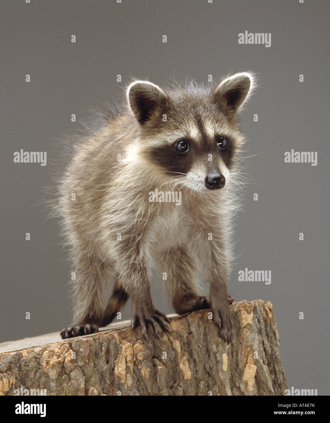 A juvenile racoon looks curious while sitting on a tree stump. Stock Photo