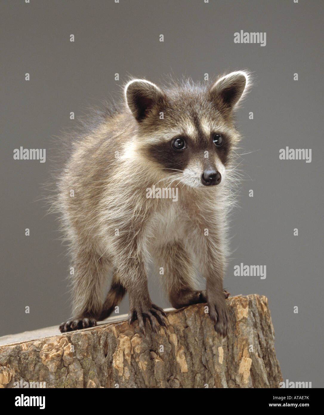 Short Racoon Racoon sitting hi-res stock photography and images - Alamy