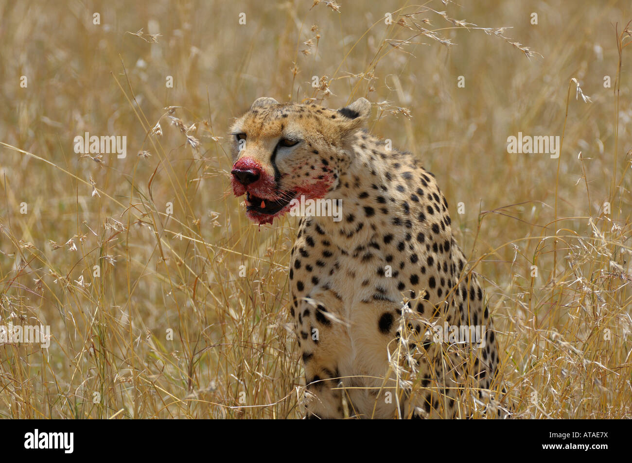 Cheetahs,a Cheetah at a gazelle kill, with blood on his mouth, Masai Mara,Kenya Stock Photo