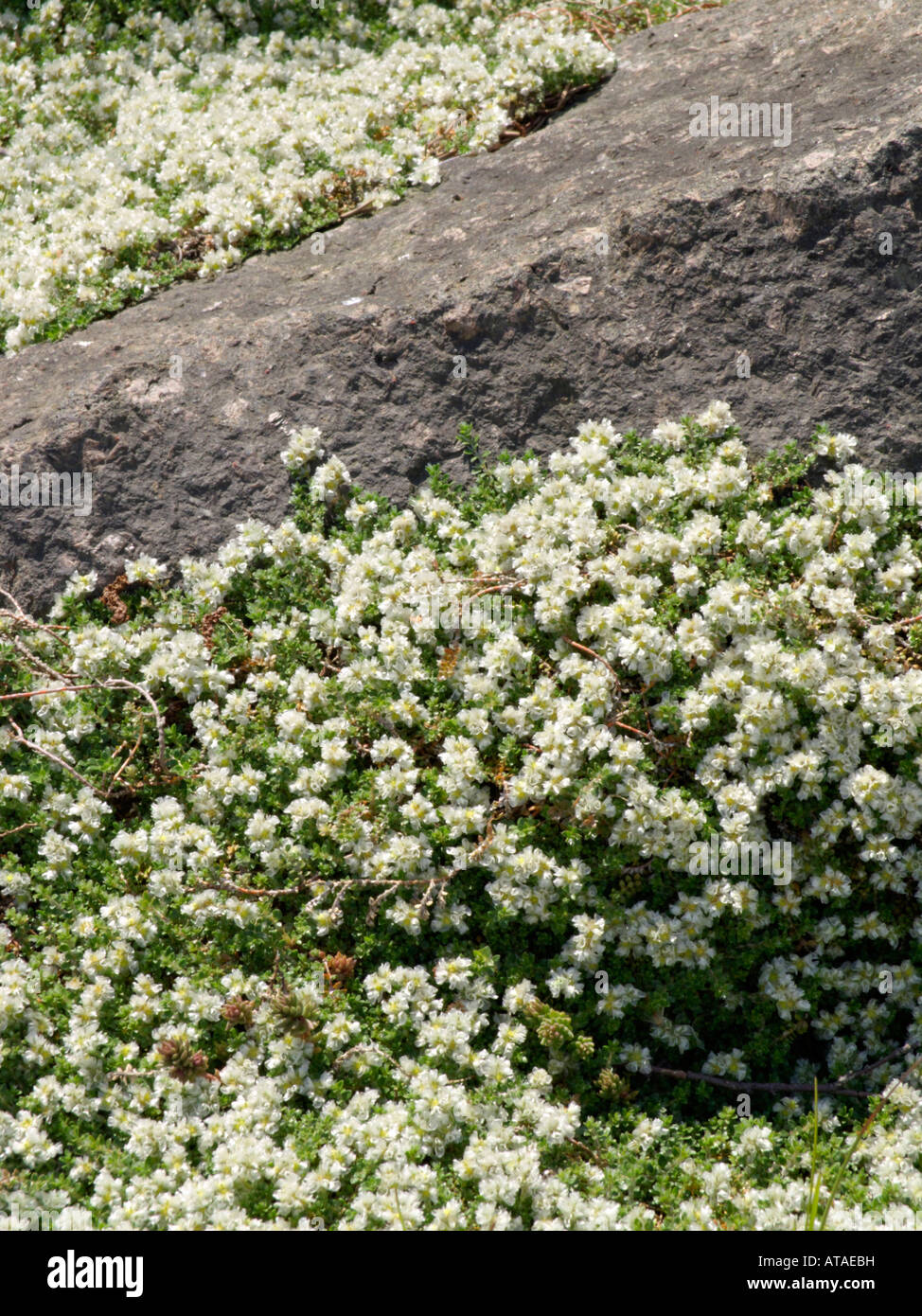 Paronychia kapela subsp. serpyllifolia Stock Photo