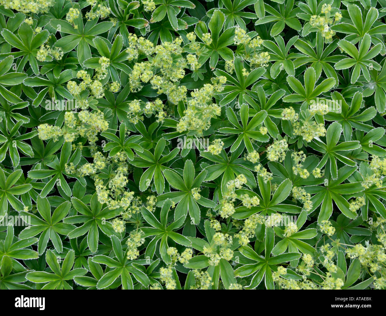 Perennials ladys mantle hi-res stock photography and images - Alamy