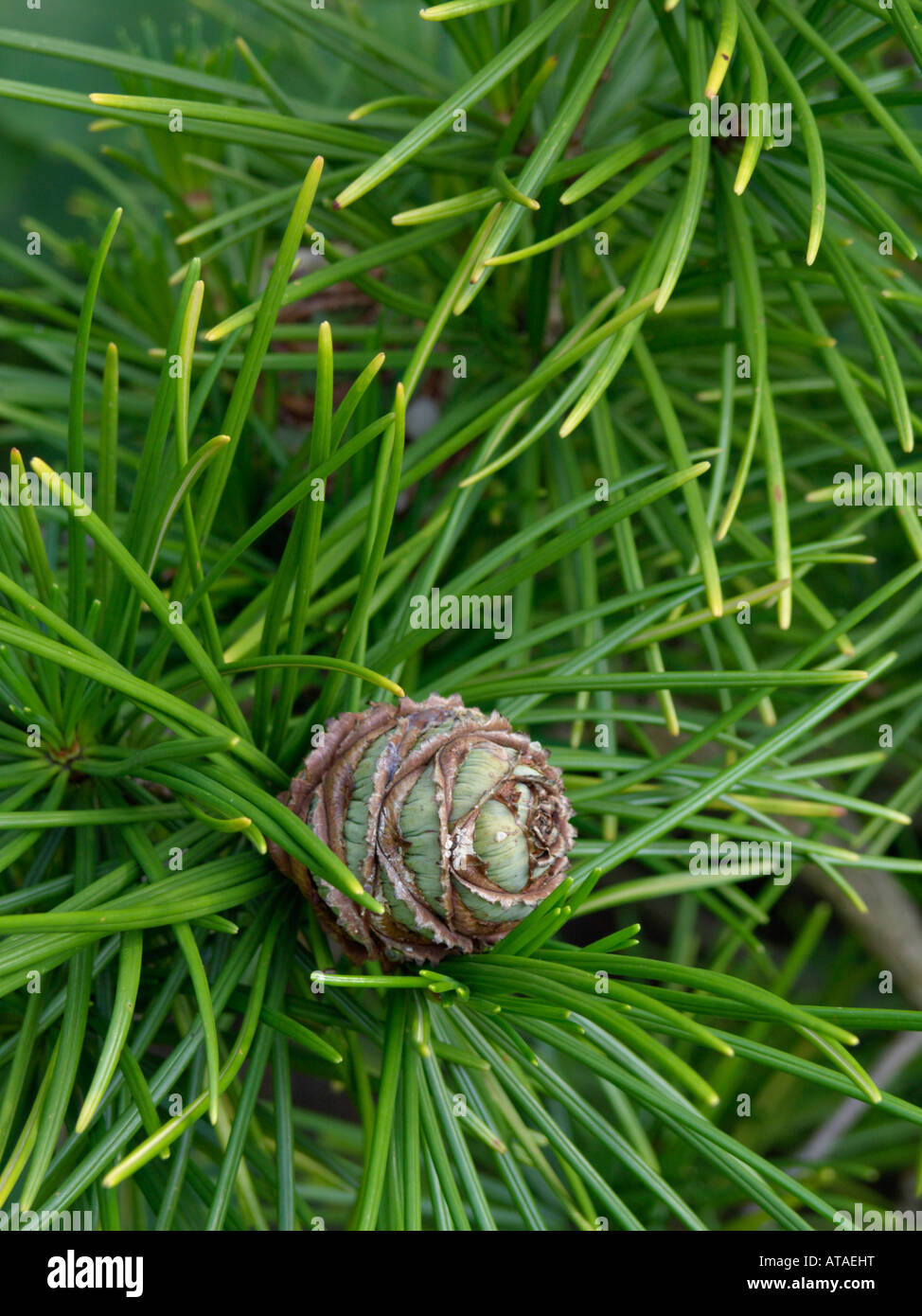 Umbrella pine (Sciadopitys verticillata Stock Photo Alamy