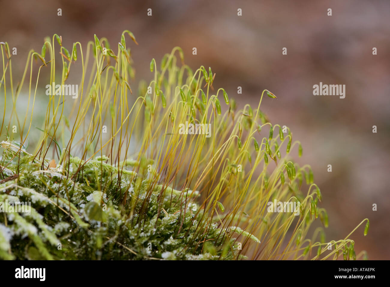 Frost on moss with spore capsules Derbyshire Peak District Stock Photo