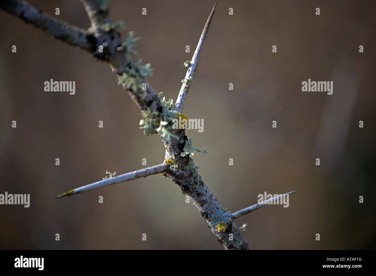 Twig With Thorn High Resolution Stock Photography and Images Alamy