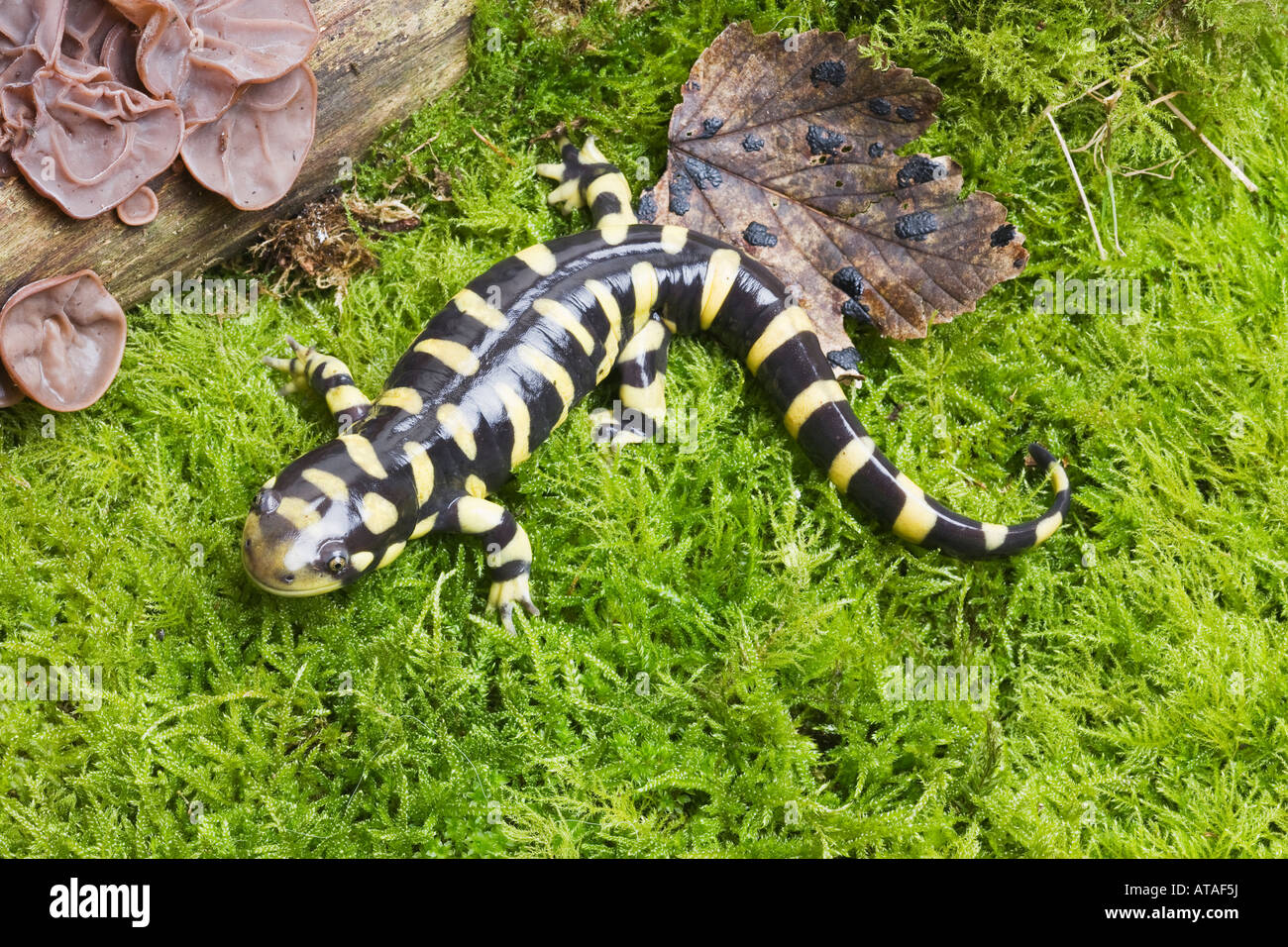 Tiger Salamander Stock Photo