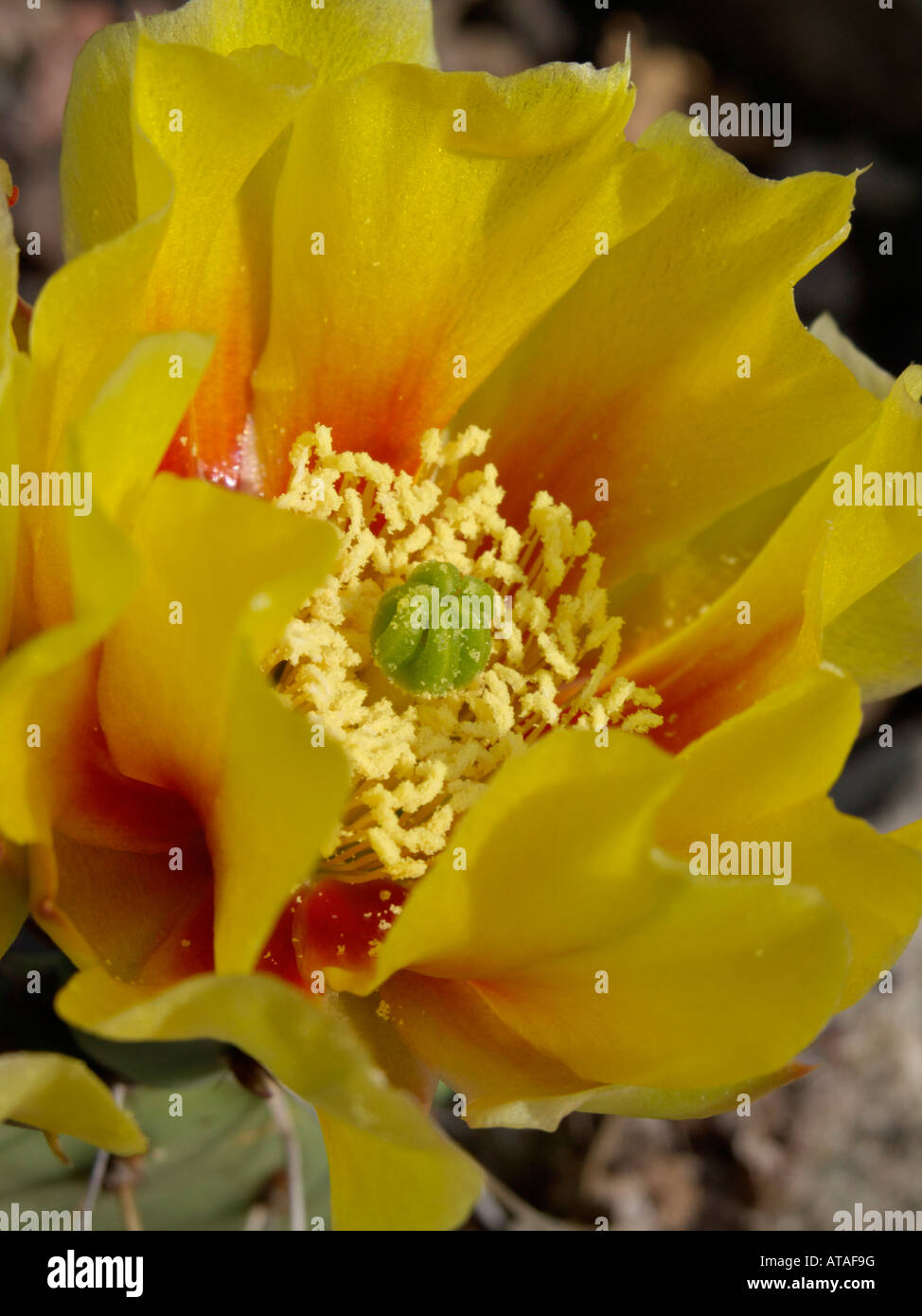 Tulip prickly pear (Opuntia phaeacantha var. camanchica) Stock Photo